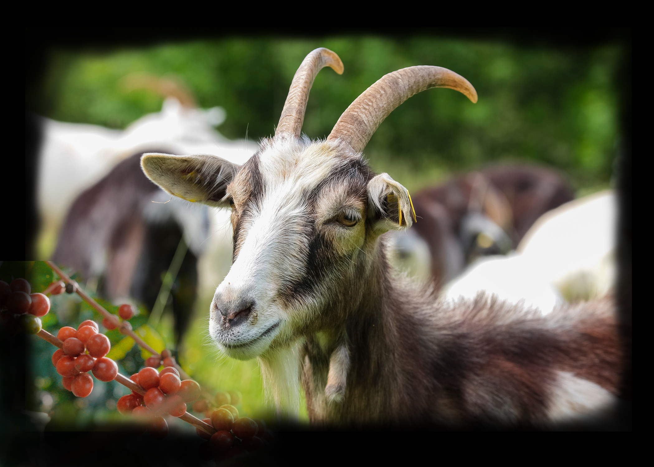 Coffee is Discovered in Ethiopia